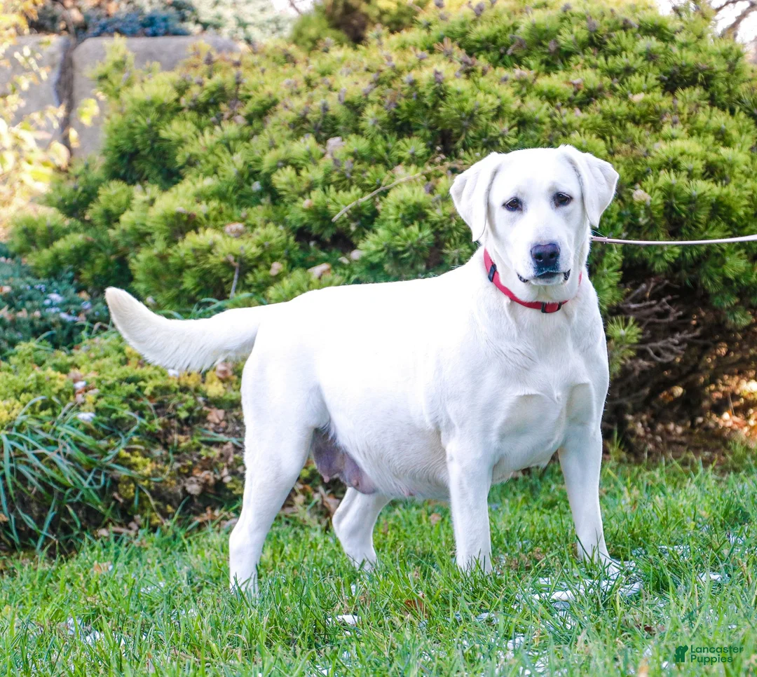 Labrador Retriever dogs for sale: Randy - Ad 5
