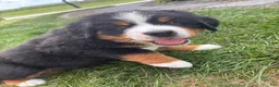 Bernese Mountain Dog dogs for sale: Oakley - Ad 3