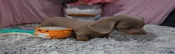 Miniature Dachshund dogs for sale: Miniature Dachshund 2 - Ad 3
