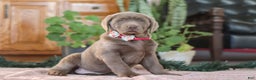 Labrador Retriever dogs for sale: Holly - Ad 4