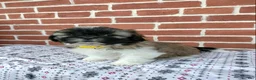 Shih Tzu dogs for sale: Daisy  - Ad 3