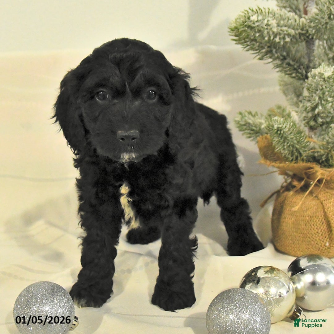 Cockapoo dogs for sale: Buddy - Ad 2