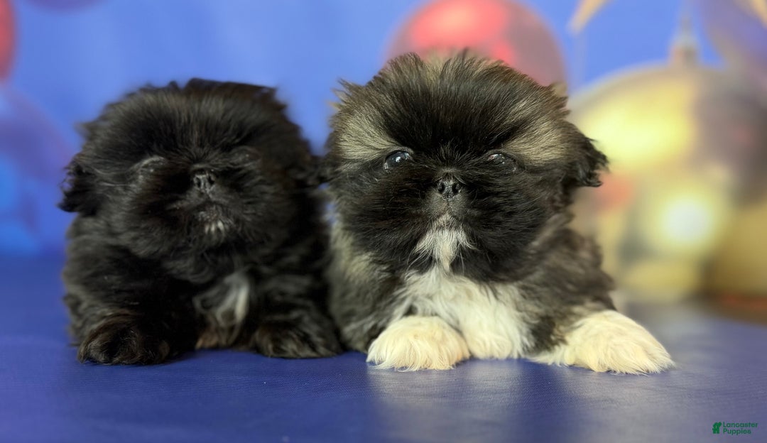 Pekingese dogs for sale: AKC DNA OFA Pudding - Ad 15