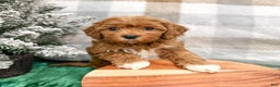 Cavapoo dogs for sale: Oliver - Ad 2