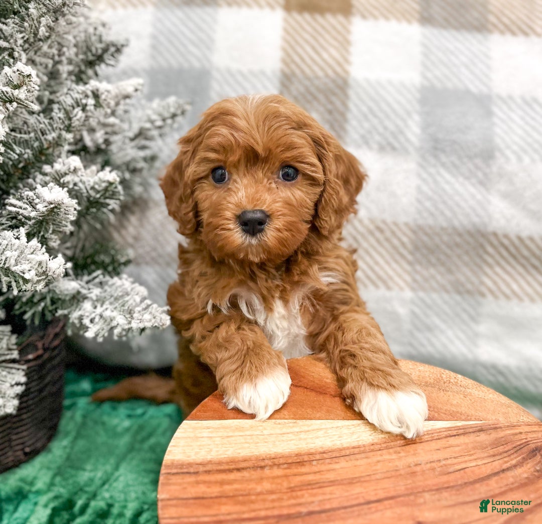 Cavapoo dogs for sale: Oliver - Ad 2