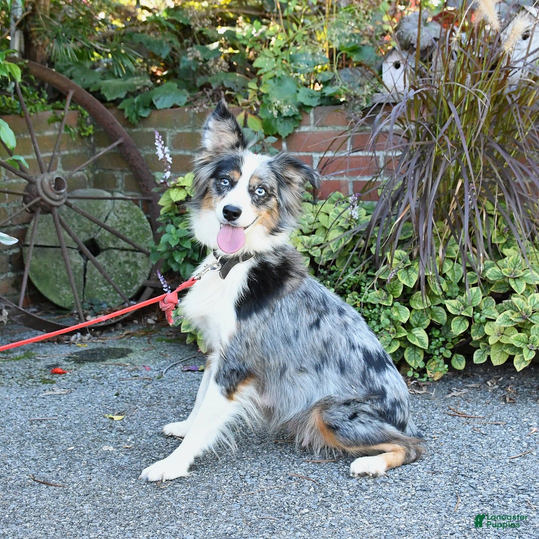 Mixed Breed dogs for sale: Dawn - Ad 6