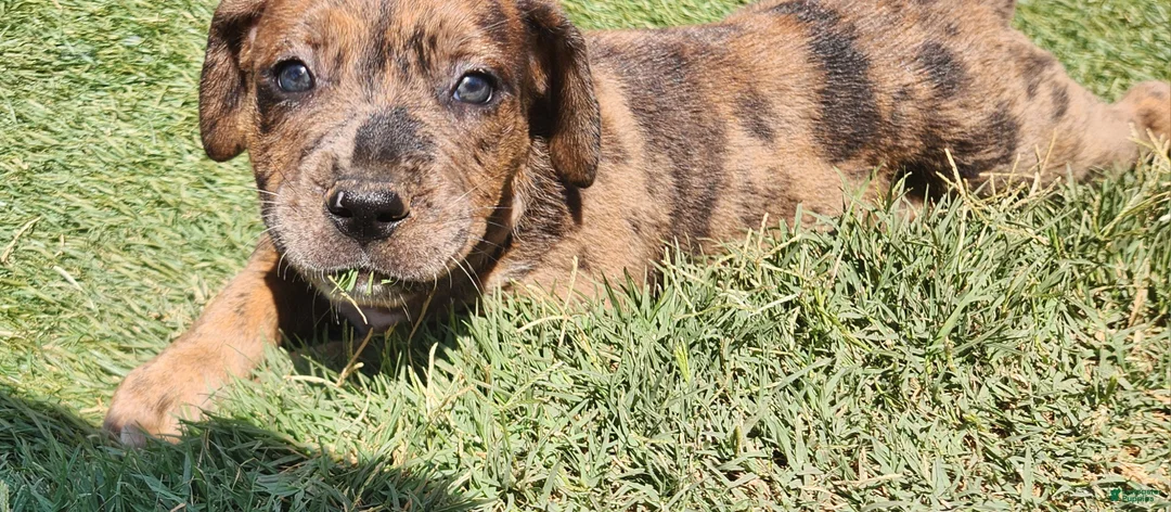 Mixed Breed dogs for sale: Mixed Breed 6 - Ad 2