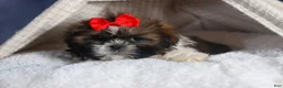Shih Tzu dogs for sale: CHARLIE - Ad 16