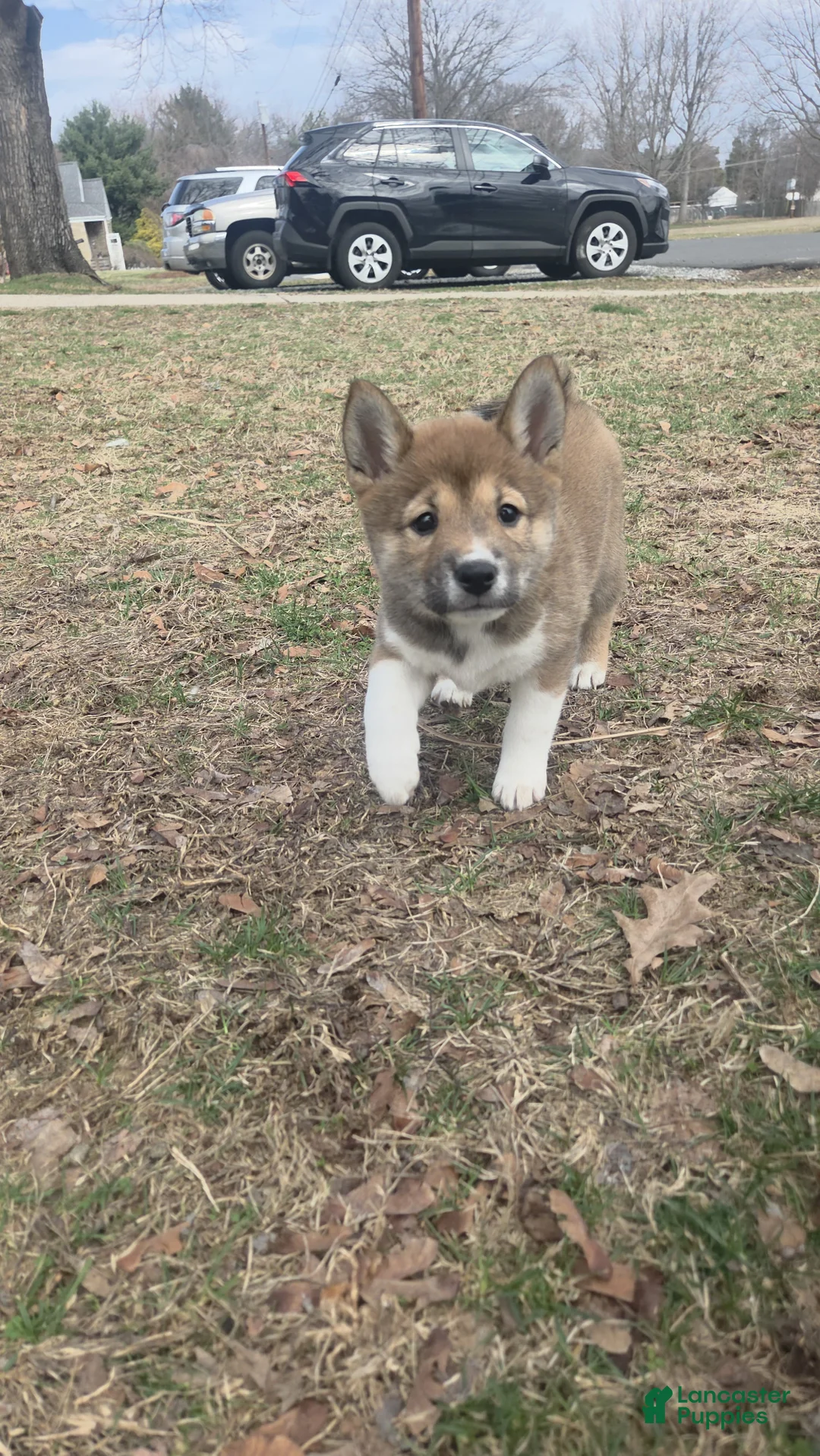Shiba Inu dogs for sale: Shiba Inu Puppy 1 Bella  - Ad 2