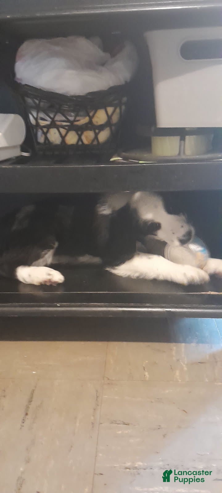 Bordoodle dogs Bordoodle Puppy 4 - Ad 9