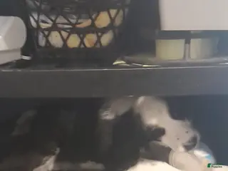 Bordoodle dogs Bordoodle Puppy 4 - Ad 9