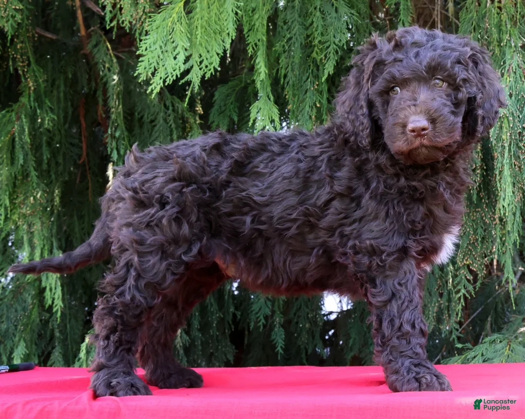 Newfypoo dogs for sale: Jace - Ad 2