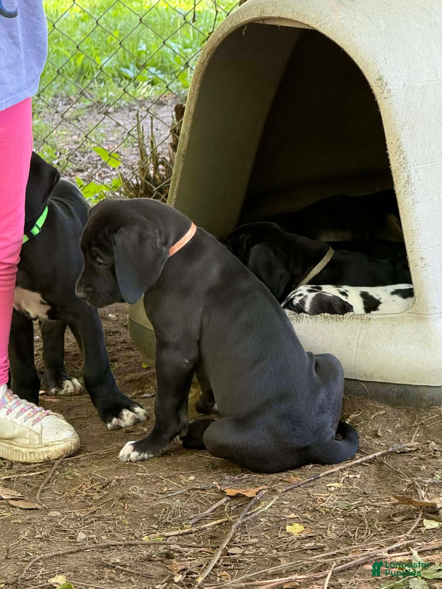 Great Dane dogs Black Male - Ad 2