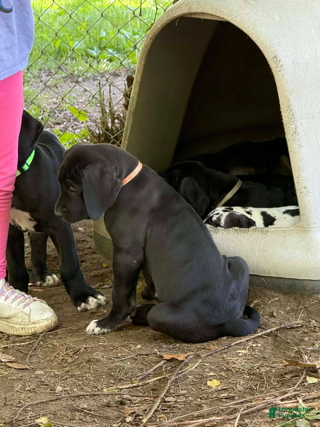 Great Dane dogs for sale: Black Male - Ad 2