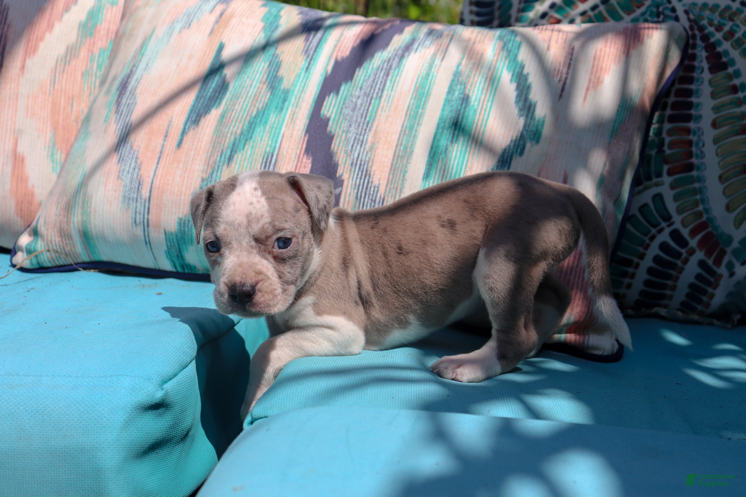 American Bully dogs Purple - Ad 15