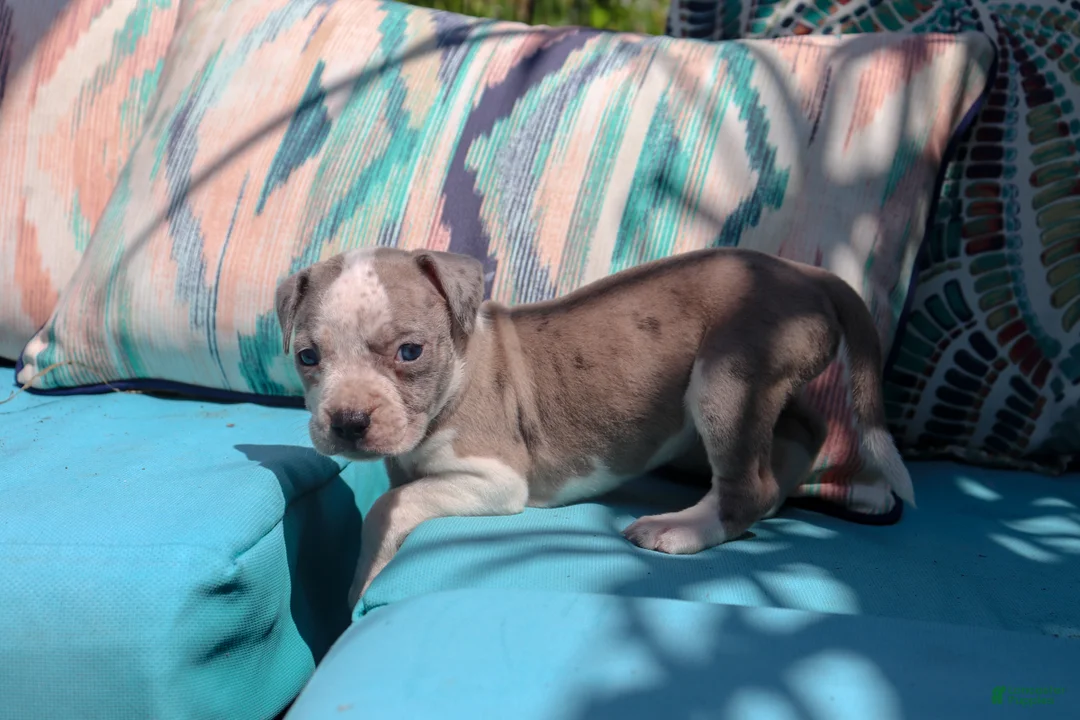 American Bully dogs for sale: Purple - Ad 1