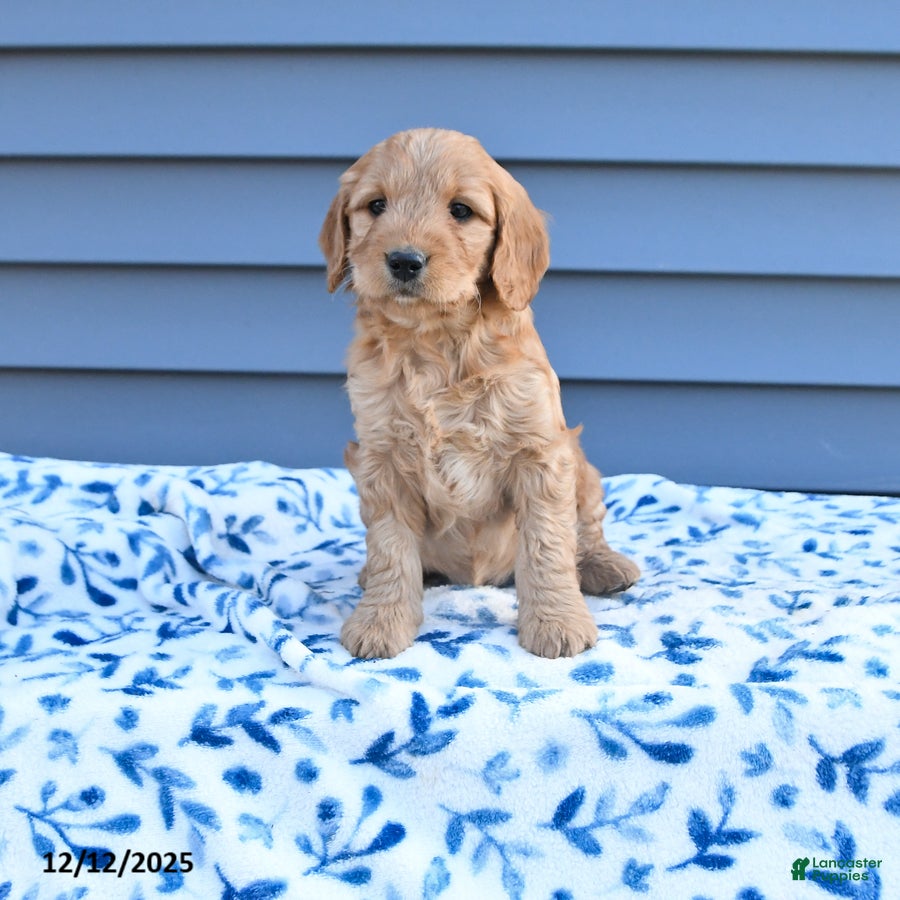 Goldendoodle dogs Bambi - Ad 42
