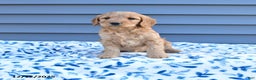 Goldendoodle dogs for sale: Bambi - Ad 1