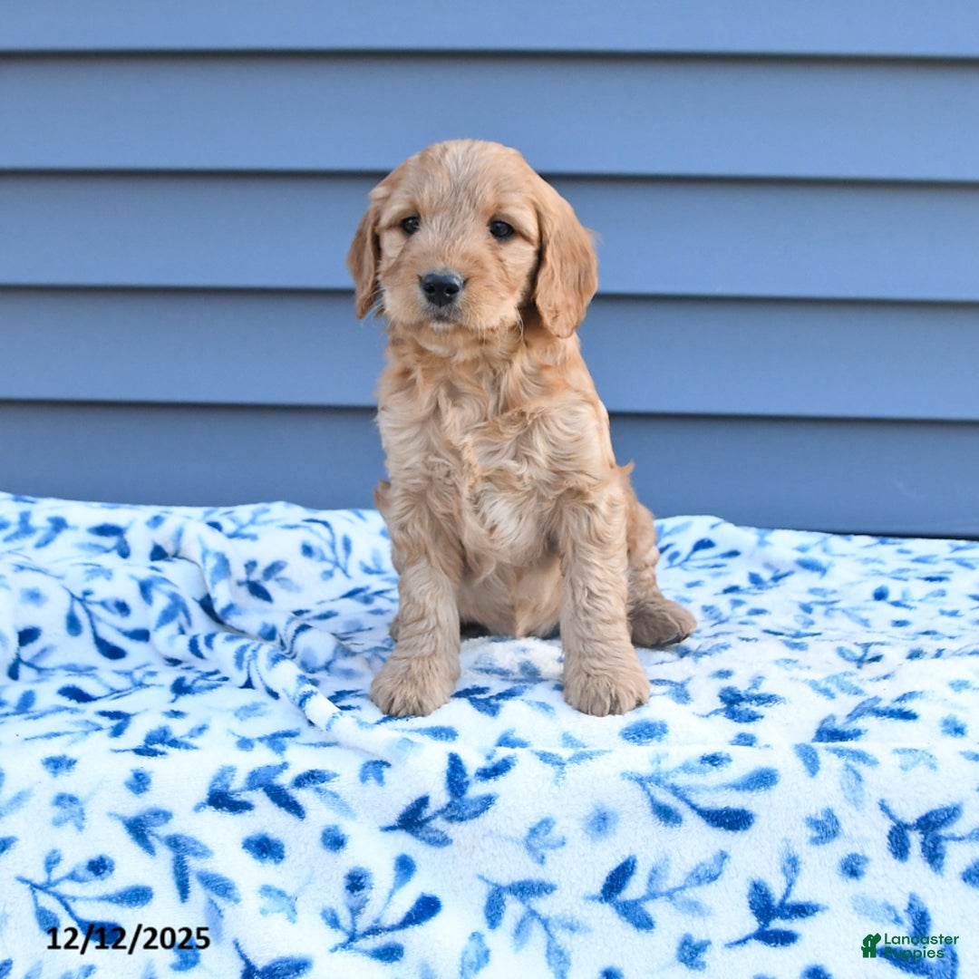 Goldendoodle dogs for sale: Bambi - Ad 1