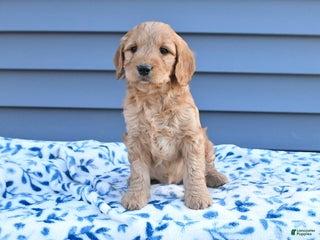 Goldendoodle dogs Bambi - Ad 13