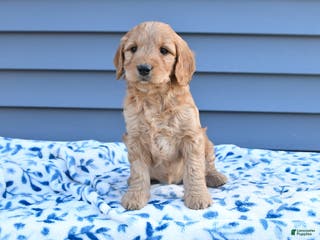 Goldendoodle dogs Bambi - Ad 30