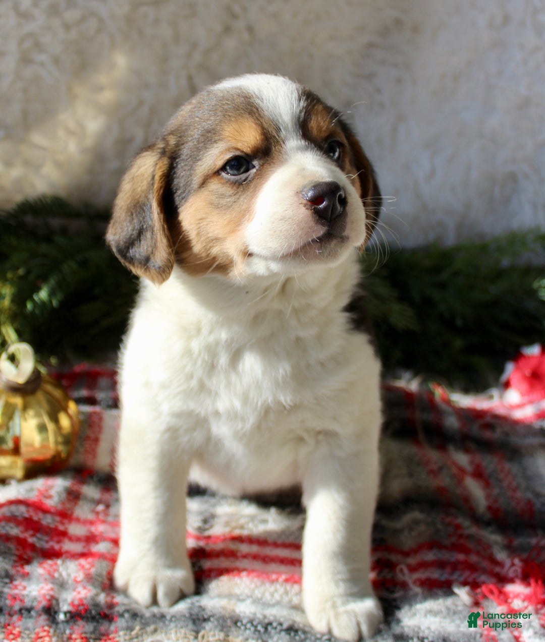 Mixed Breed dogs for sale: Benny - Ad 3