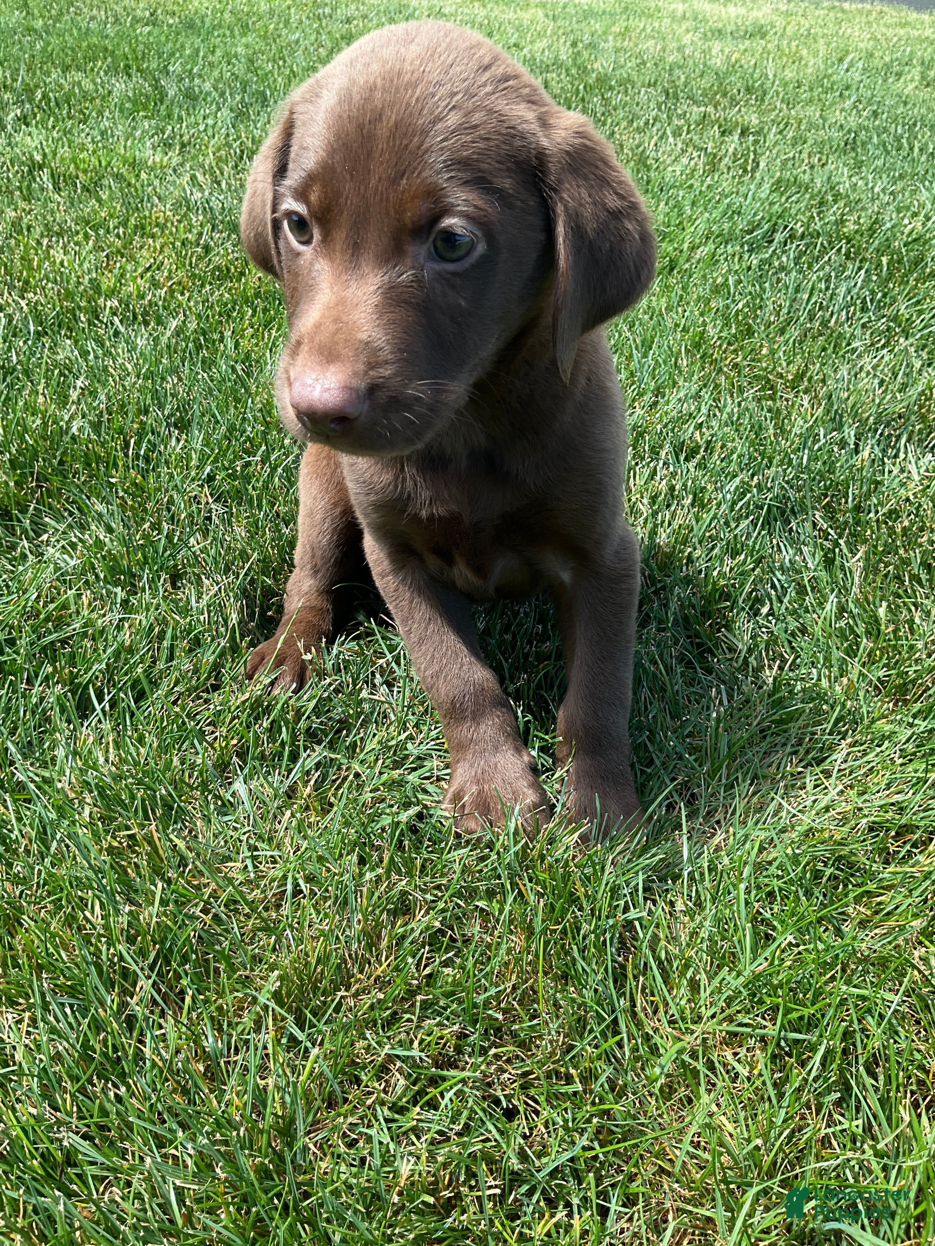 Labrador Retriever dogs Charles - Ad 1