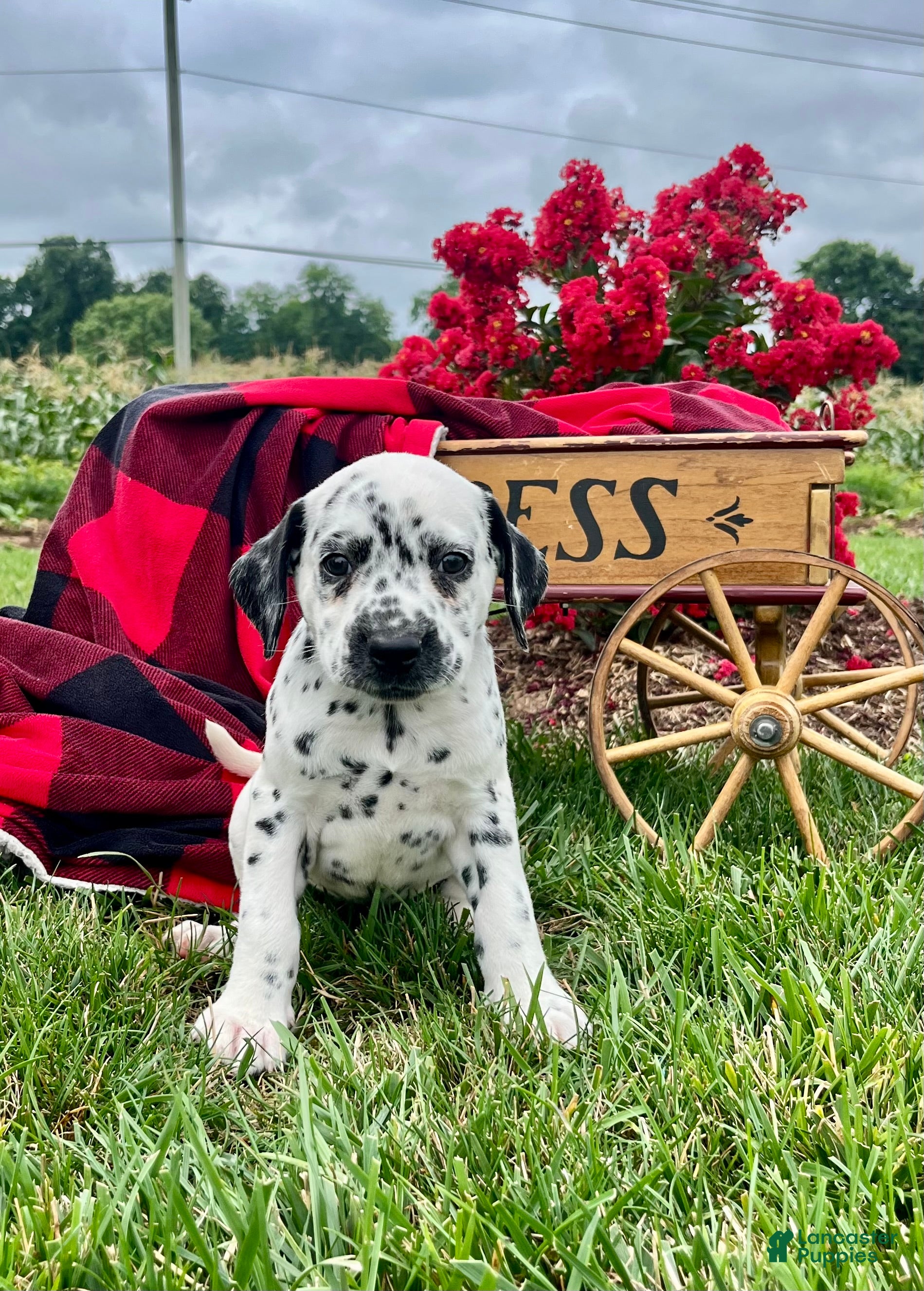 Dalmatian dogs Sunny❤️AKC Registered🐾Text or Call 610-998-3983 - Ad 1