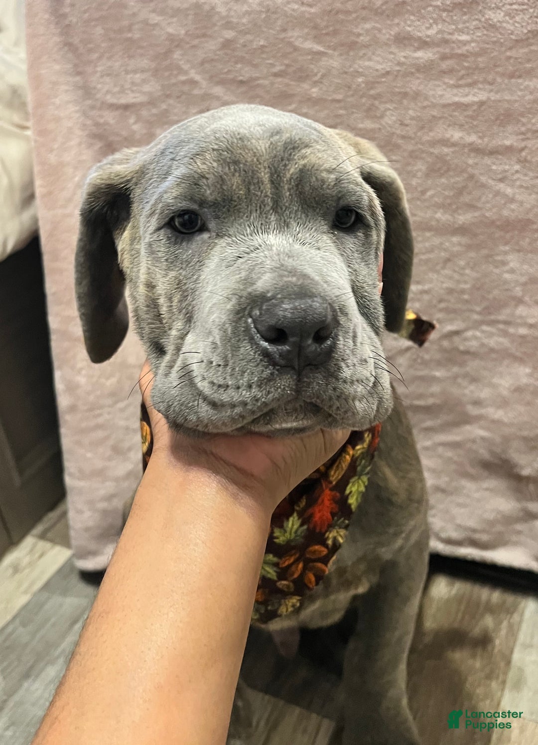 Cane Corso dogs for sale: Cane Corso Puppy 2 - Ad 6