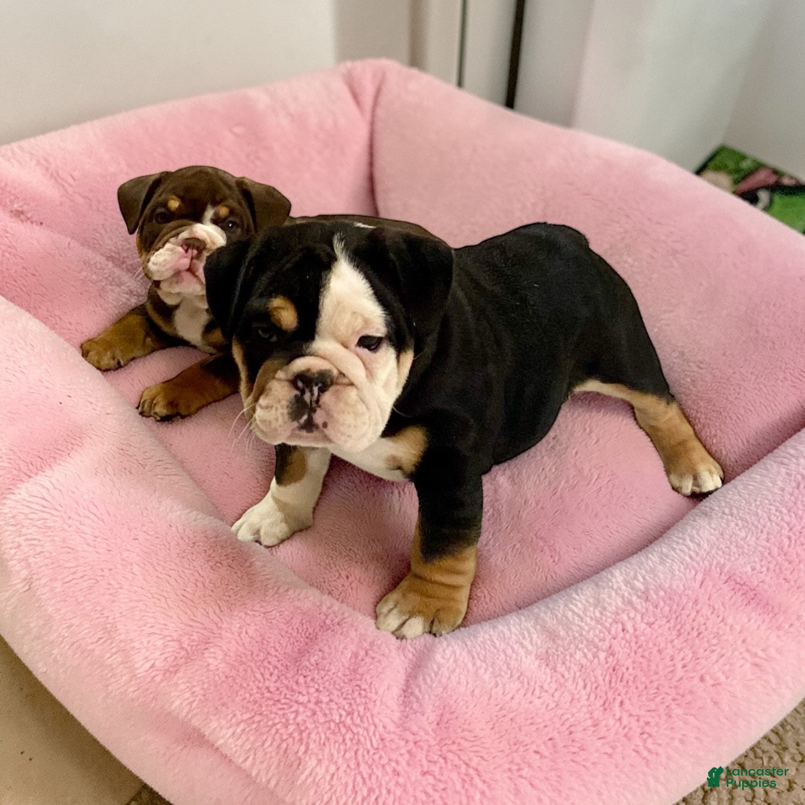 English Bulldog dogs Twila - Ad 2