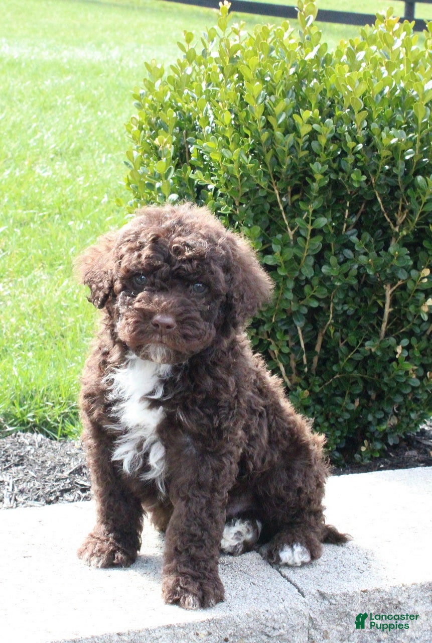 Portuguese Water Dog dogs Fargo - Ad 1