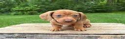 Dachshund dogs for sale: Raine - Ad 2