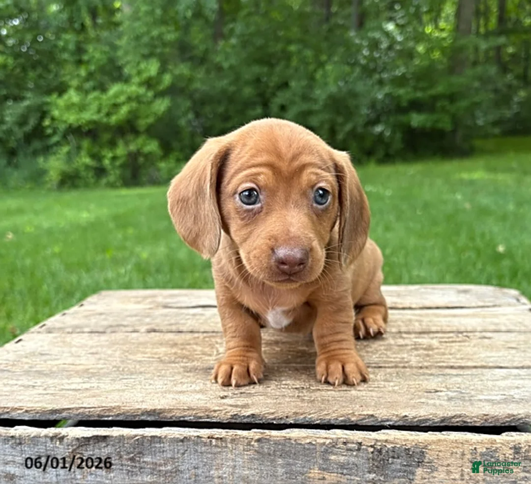 Dachshund dogs for sale: Raine - Ad 2