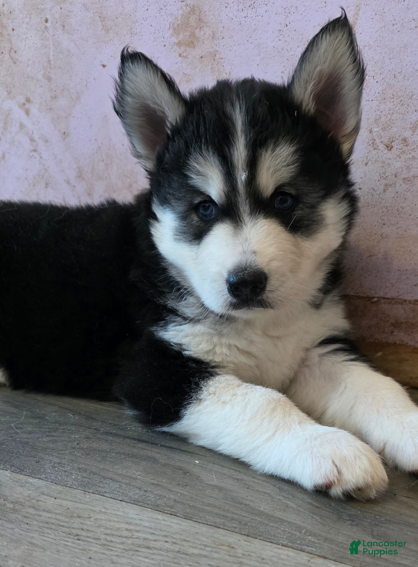 Siberian Husky dogs for sale: Luigi - Ad 1