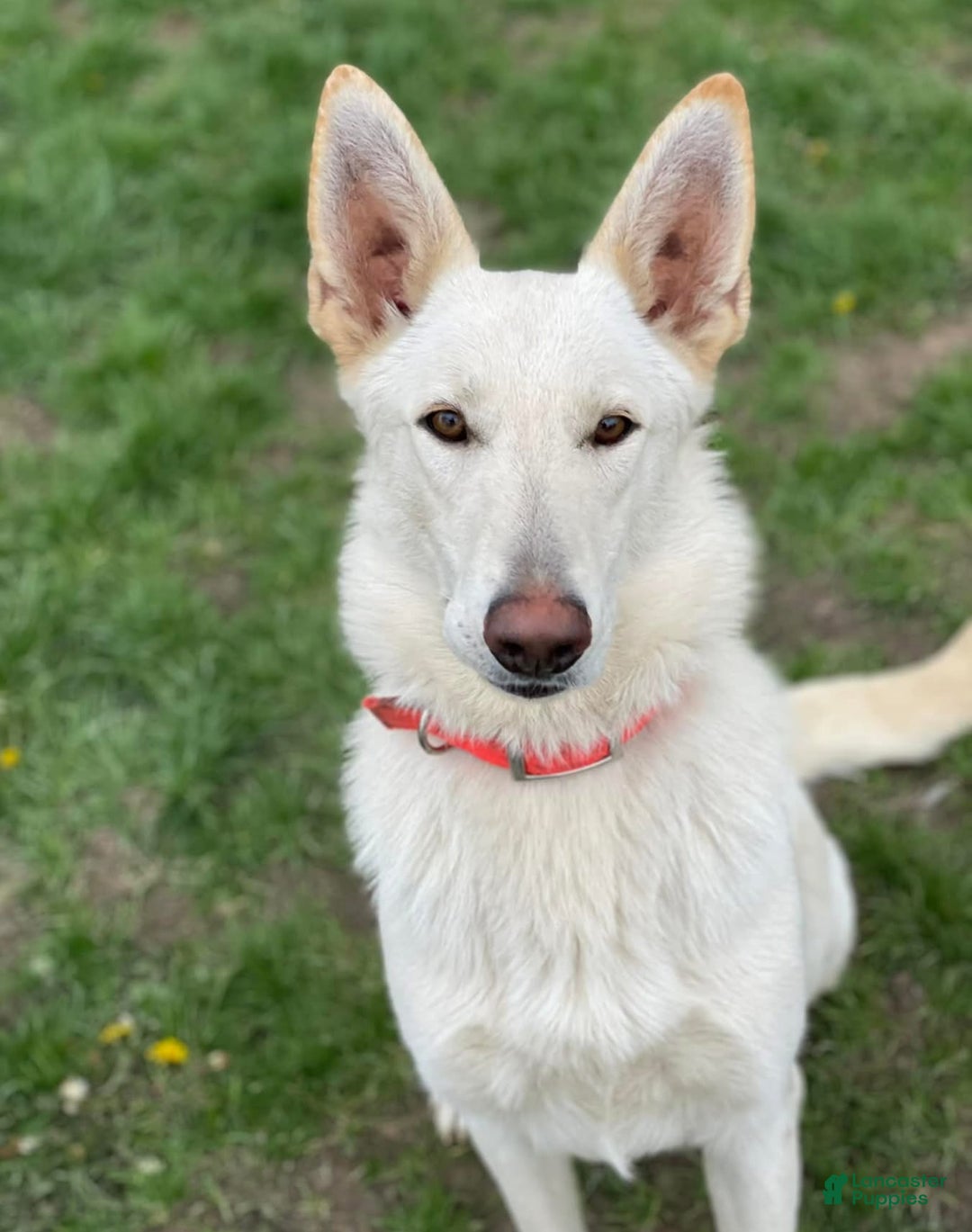 German Shepherd dogs for sale: German Shepherd Puppy 7 - Ad 5