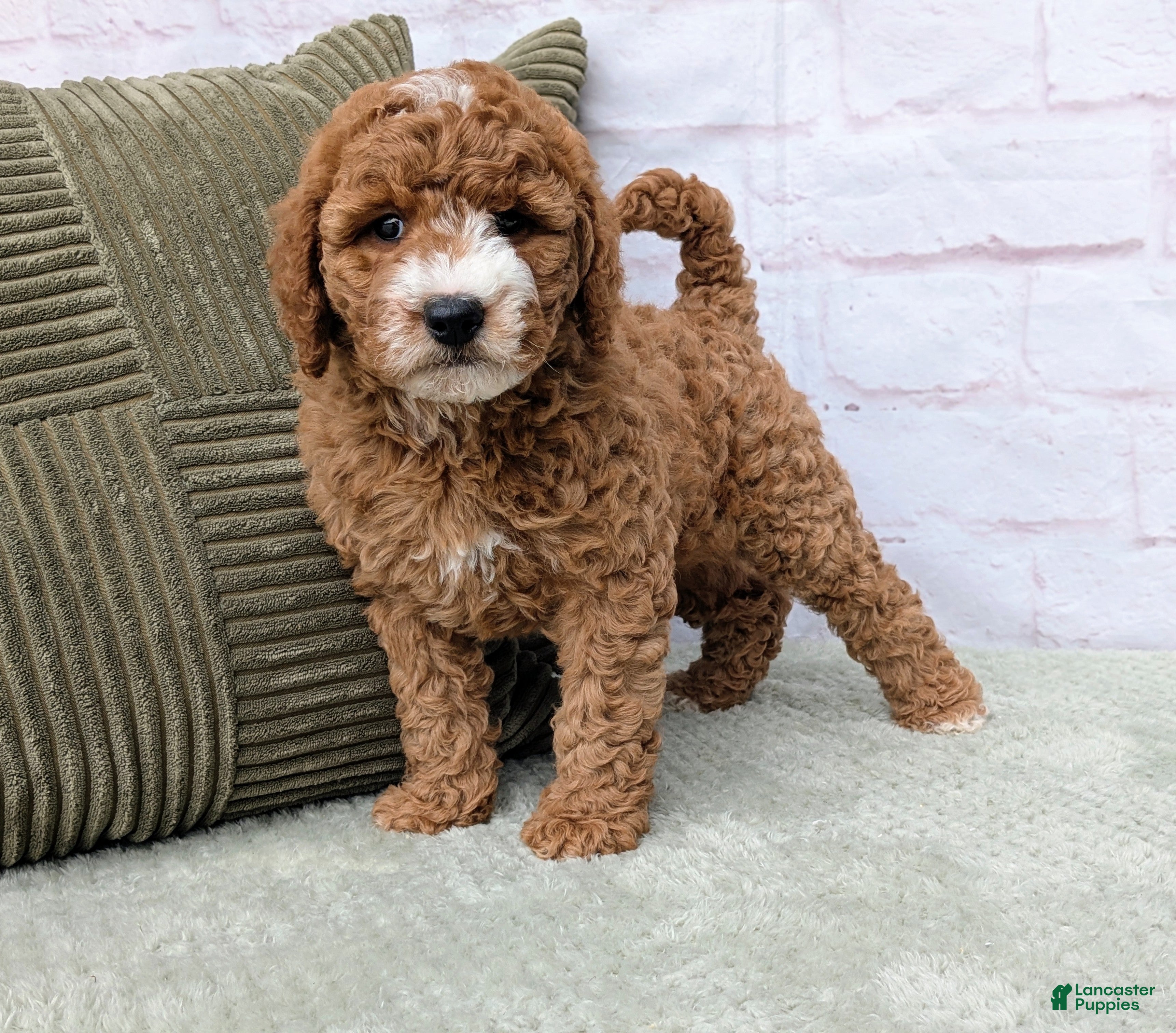 Mini Goldendoodle dogs Tika - Ad 2