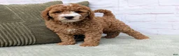 Mini Goldendoodle dogs for sale: Tika - Ad 2