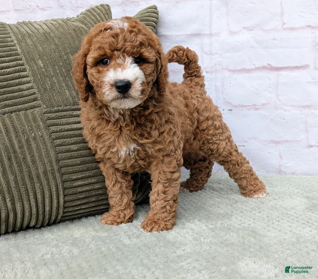 Mini Goldendoodle dogs for sale: Tika - Ad 2