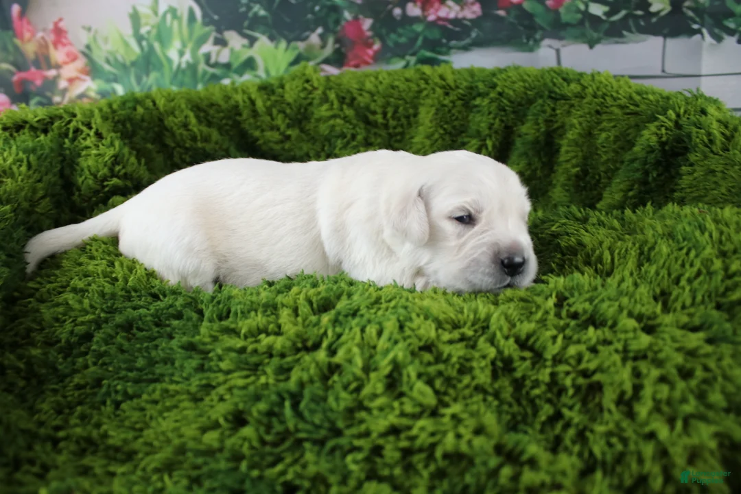 Golden Retriever dogs for sale: Pearl - Ad 1