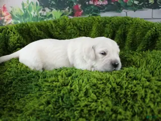 Golden Retriever dogs Pearl - Ad 16