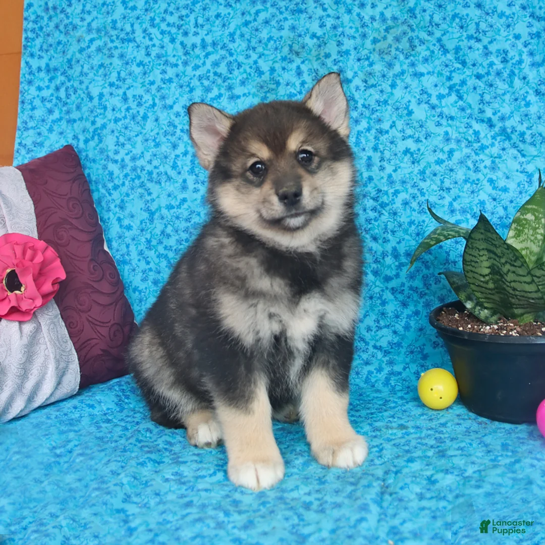 Pomsky dogs for sale: Olive  - Ad 1