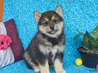Pomsky dogs for sale: Olive - Ad 3