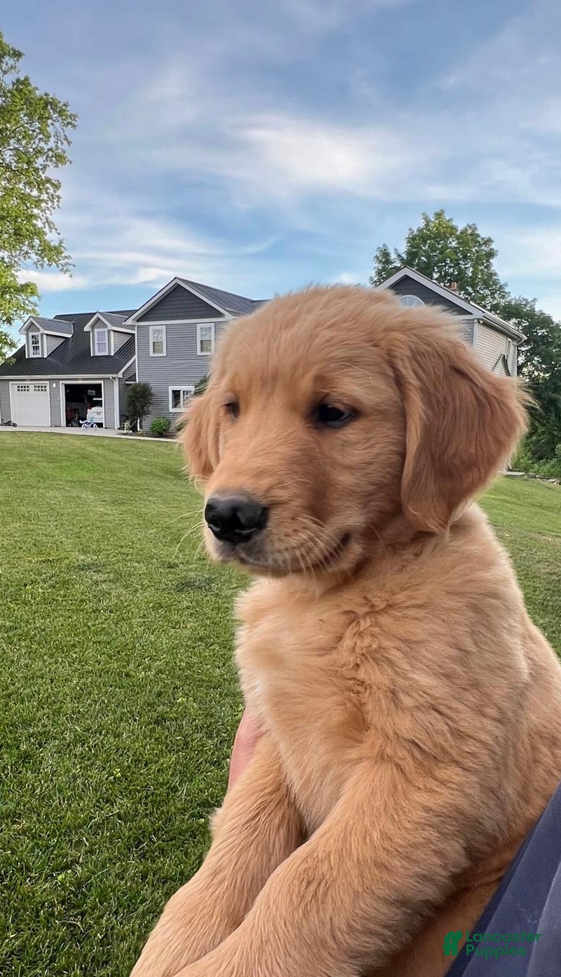 Golden Retriever dogs Chase - Ad 2
