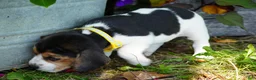 Beagle dogs for sale: Otis - Ad 17