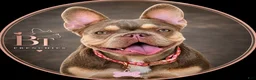 French Bulldog dogs for sale: French Bulldog litter expected October, and ready to go home December - Ad 2