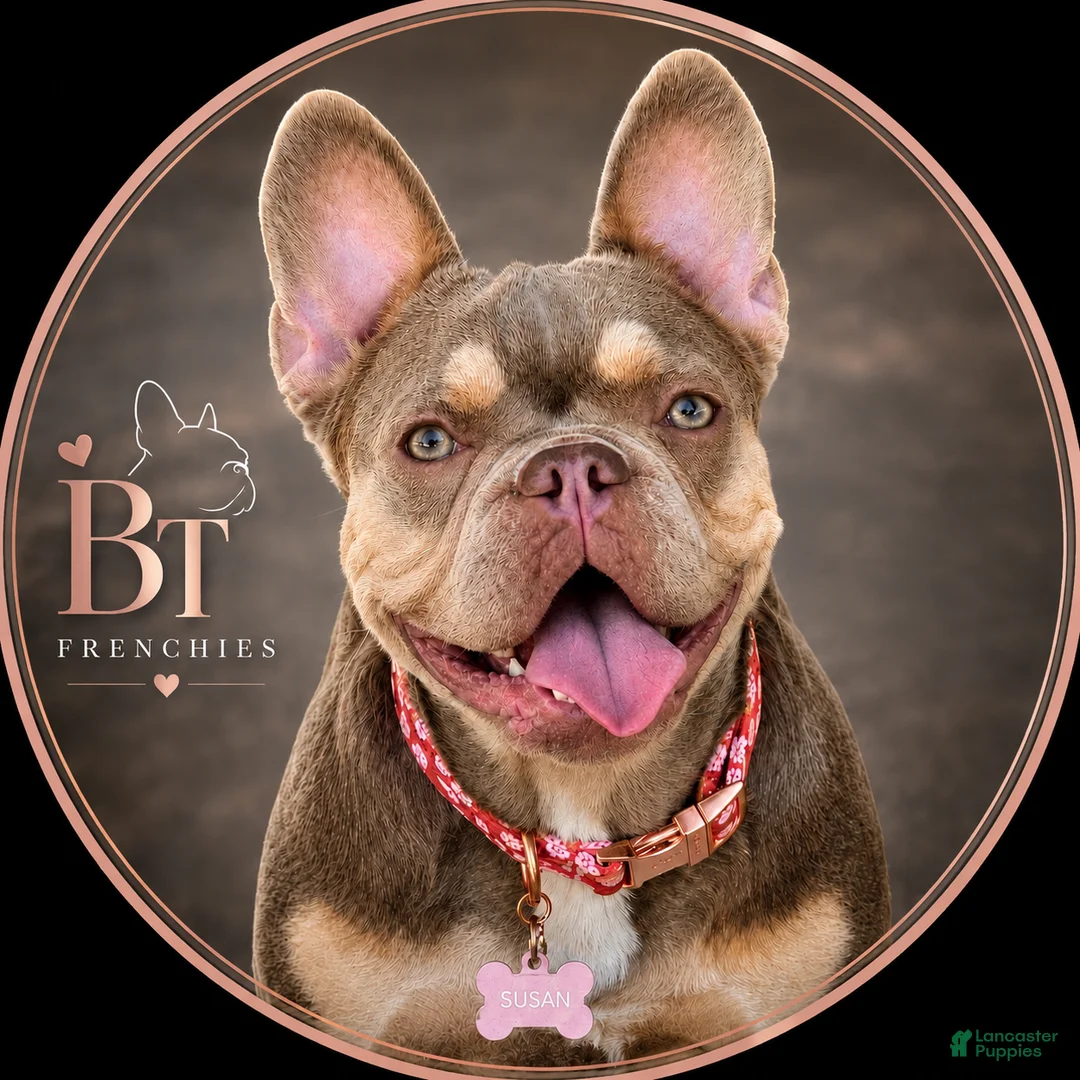 French Bulldog dogs for sale: French Bulldog litter expected October, and ready to go home December - Ad 2
