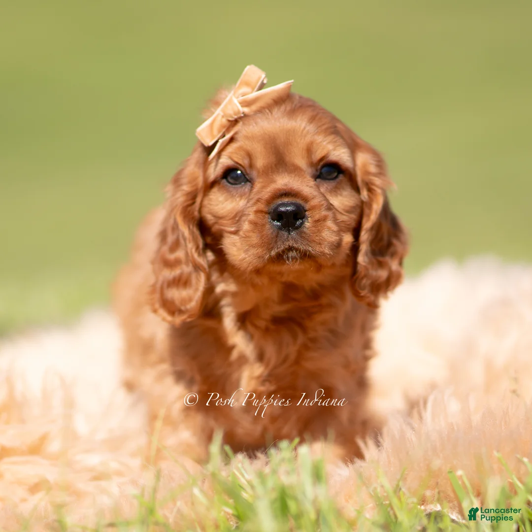 Cavalier King Charles Spaniel dogs for sale: Muphy KAC - Ad 5