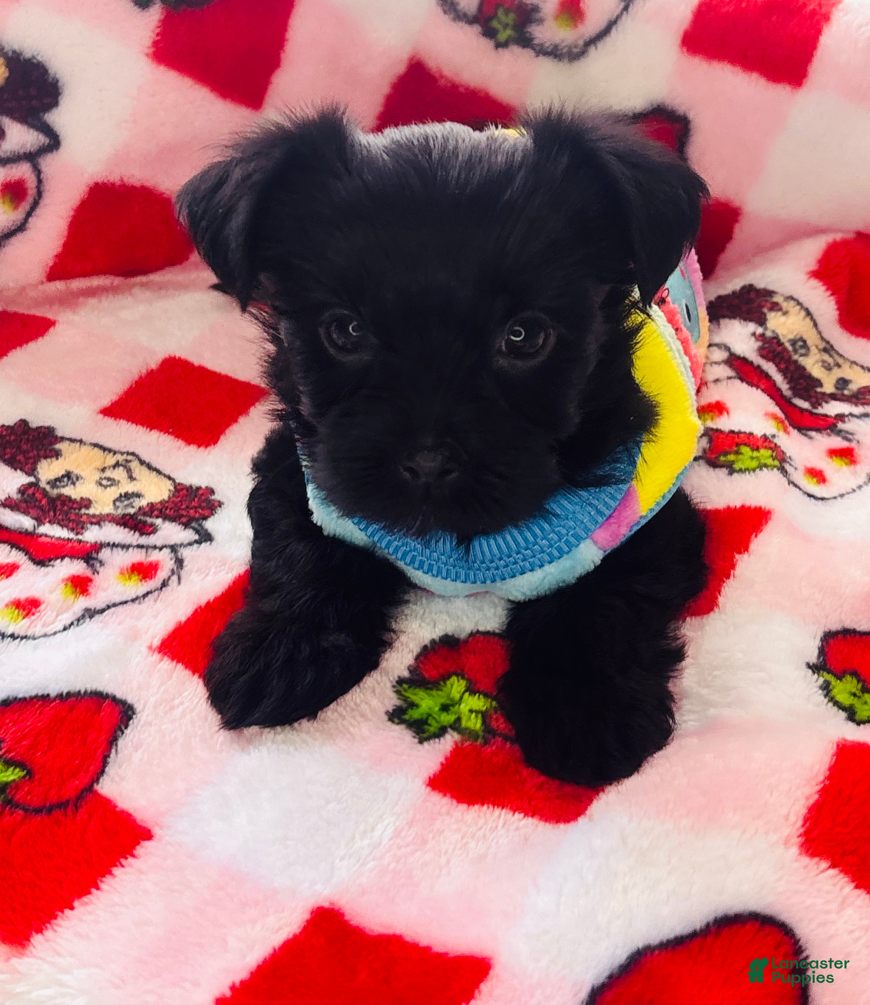 Yorkshire Terrier dogs Penny - Ad 2