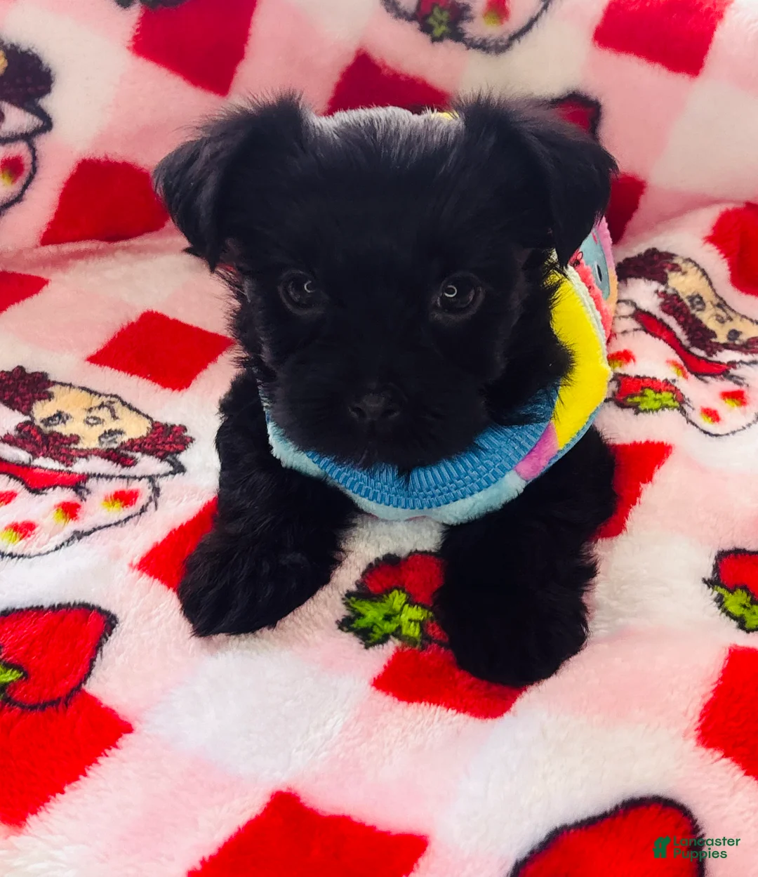 Yorkshire Terrier dogs for sale: Penny - Ad 1