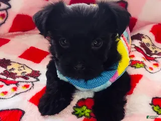 Yorkshire Terrier dogs Penny - Ad 2